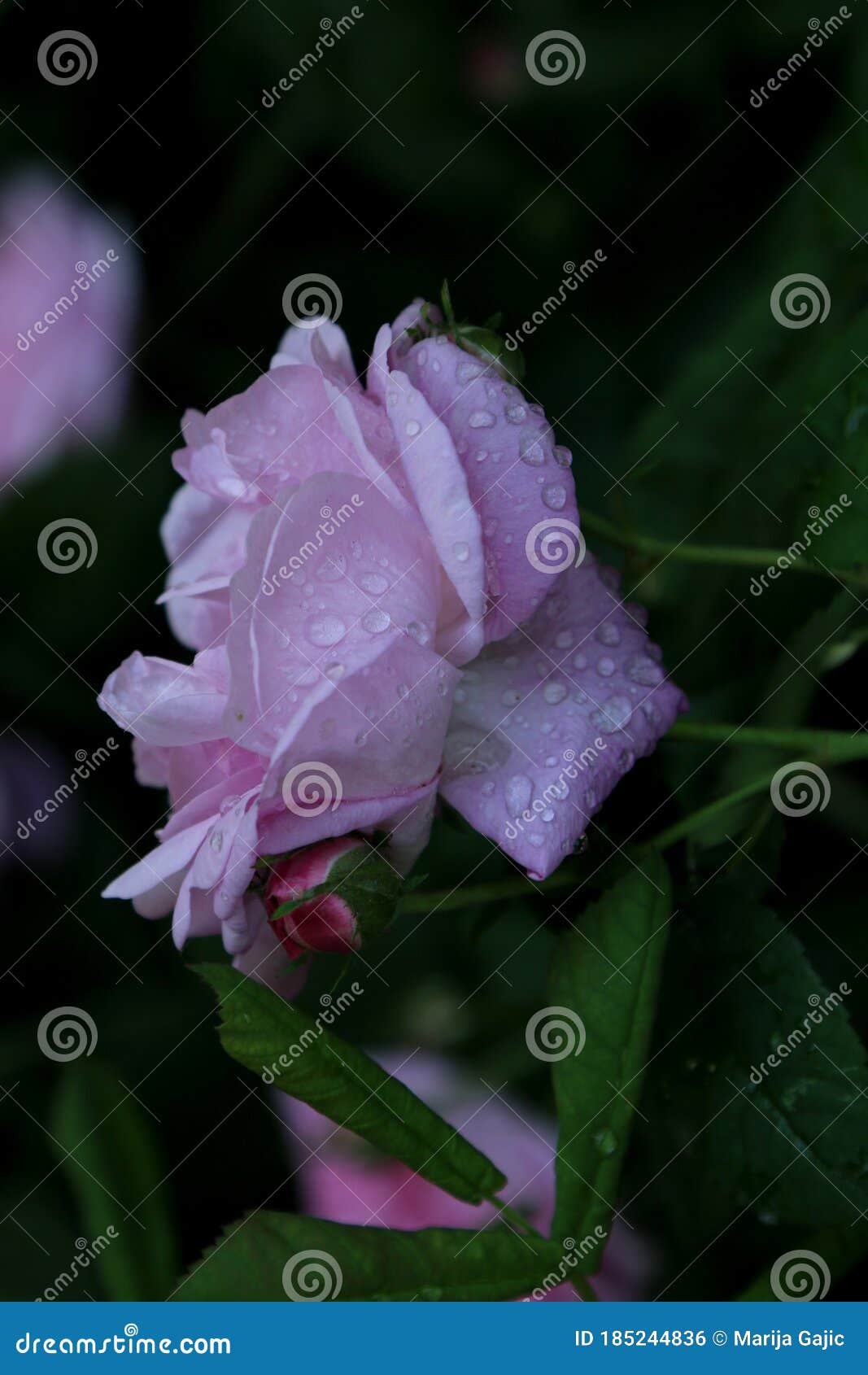 pink pastele color flower and layered petals of  the  cabbage ros